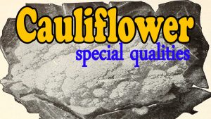 Cauliflower special qualities | advantages :