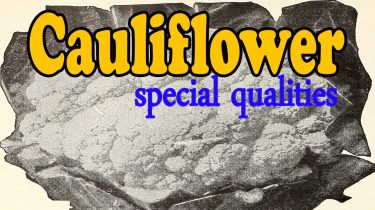 Cauliflower special qualities | advantages :